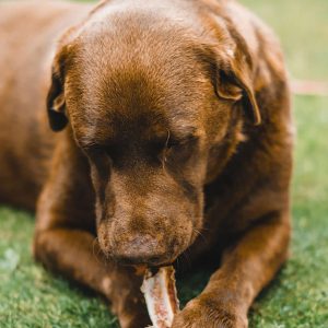 Natural Smoked Bone Box - XL Size